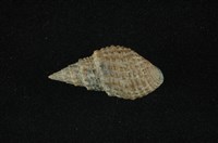 藏品(瘤蜷)的圖片